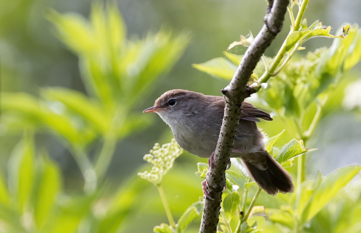 Cetti's Warbler - ML623301147