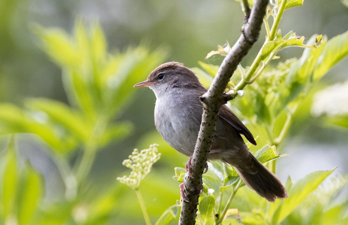 Cetti's Warbler - ML623301148