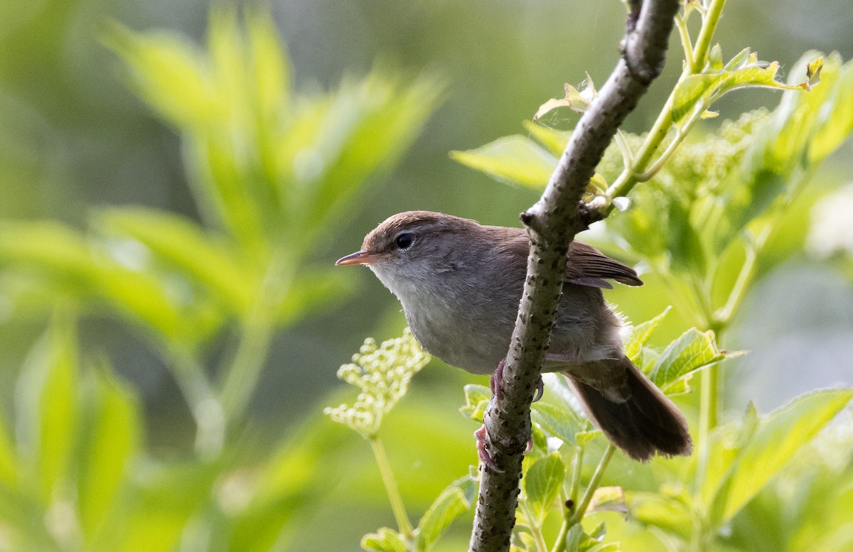 Cetti's Warbler - ML623301149