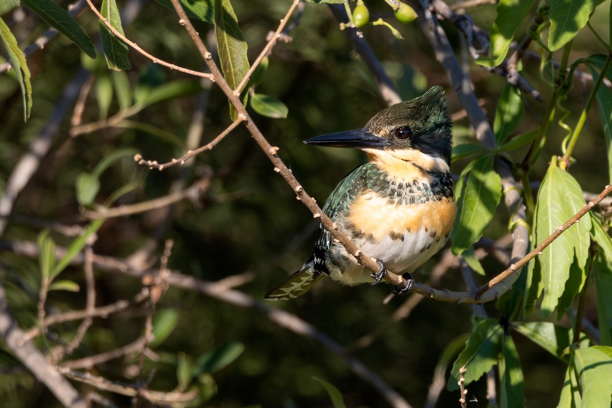 Green Kingfisher - ML623301188