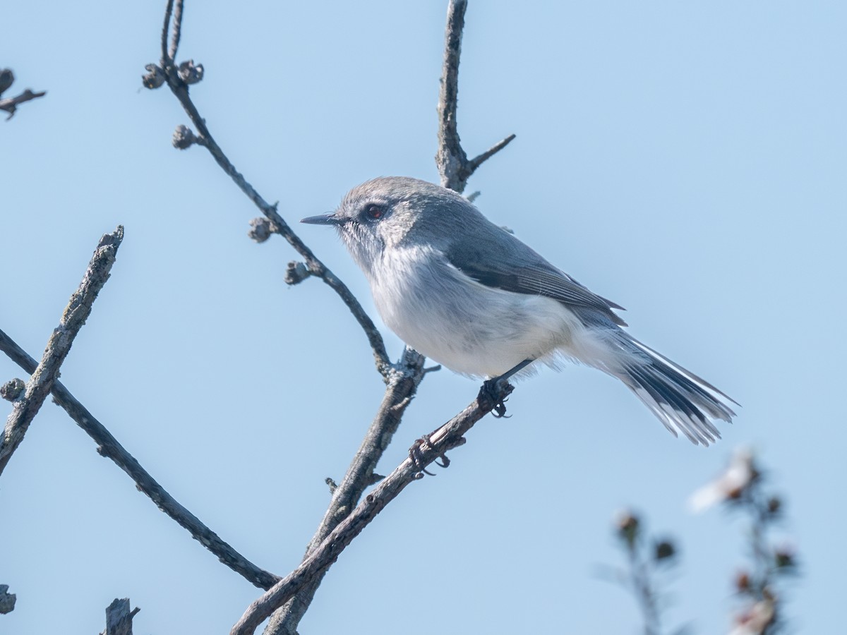 Gray Gerygone - ML623301193