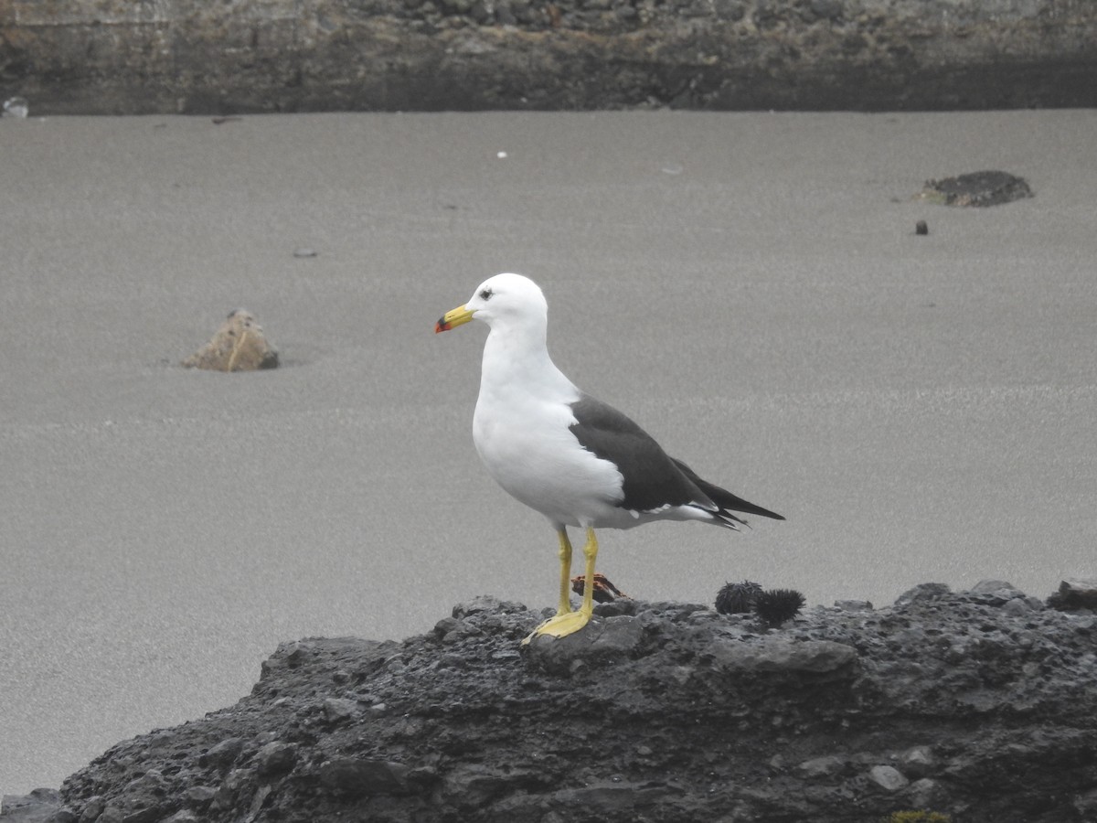 Belcher's Gull - ML623301213