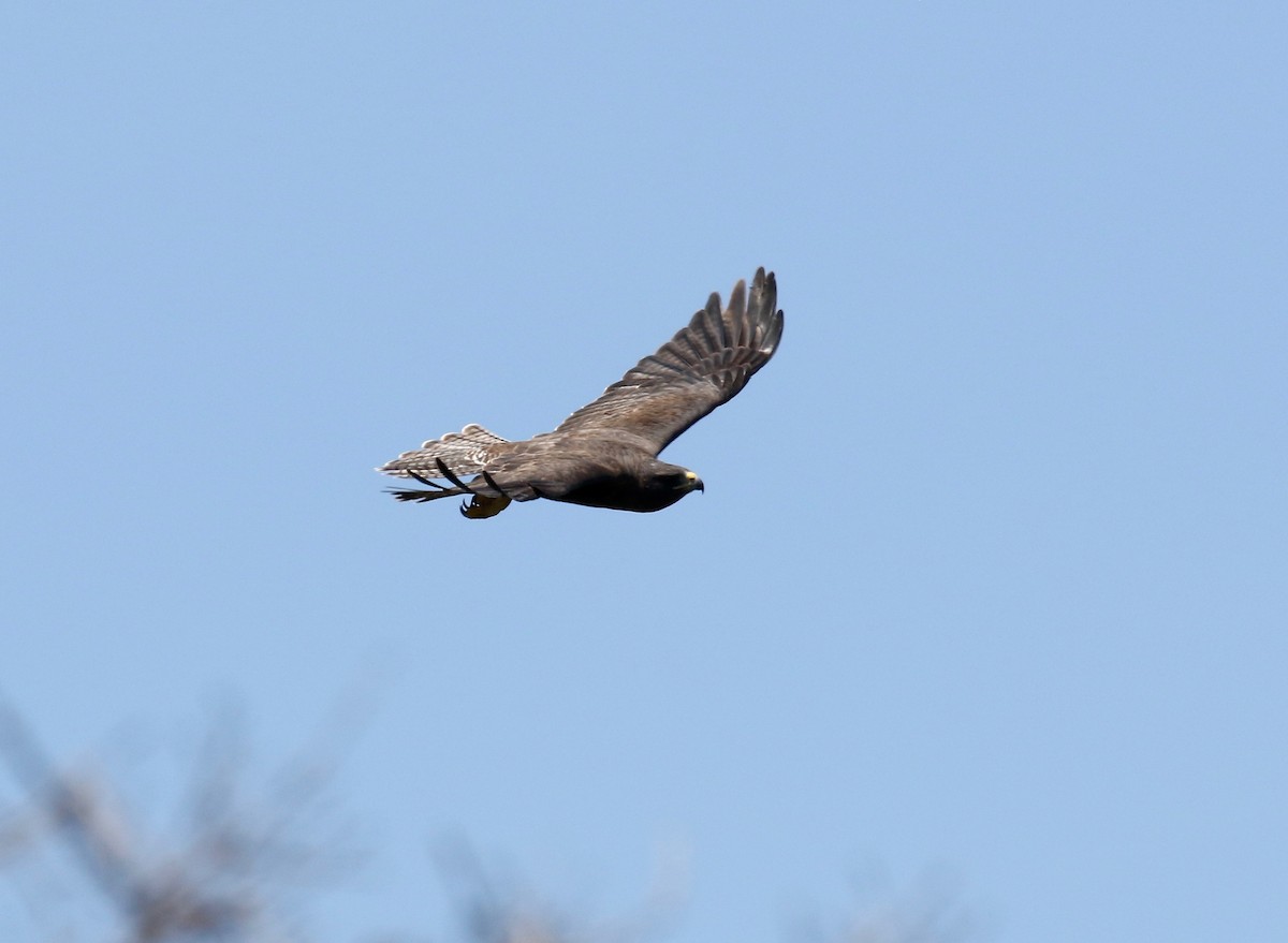 Galapagos Şahini - ML623301233