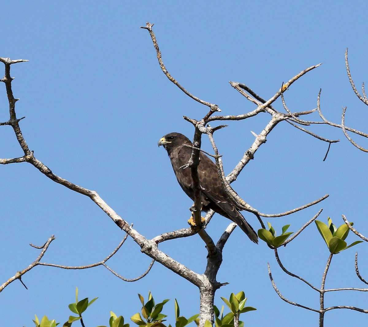 Galapagos Hawk - Sandy Vorpahl