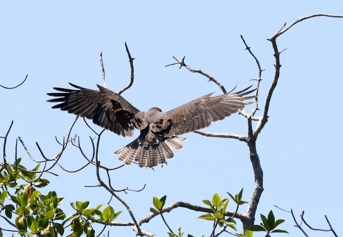 Galapagos Şahini - ML623301240