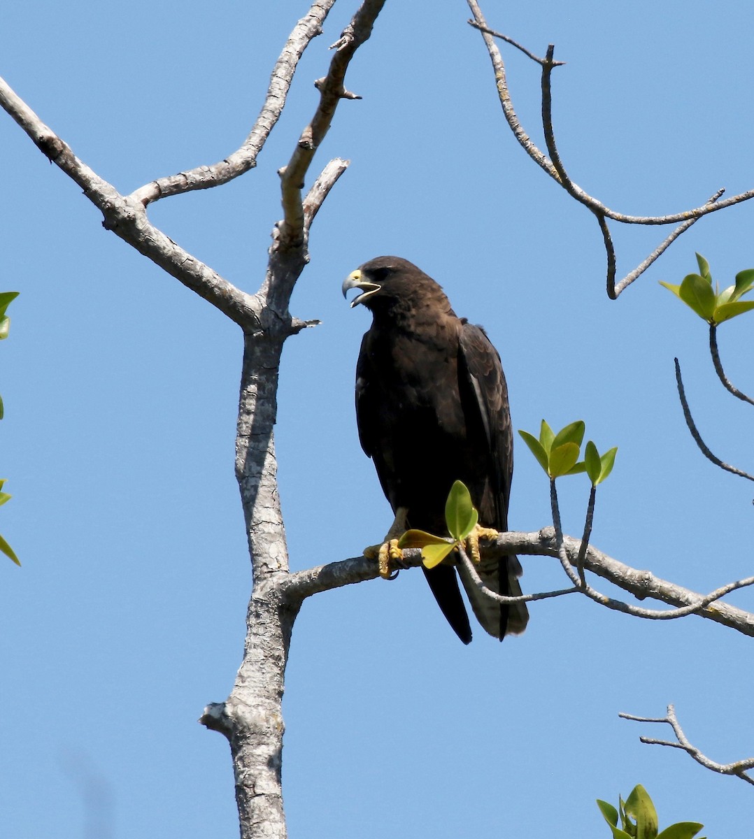 Galapagos Şahini - ML623301241