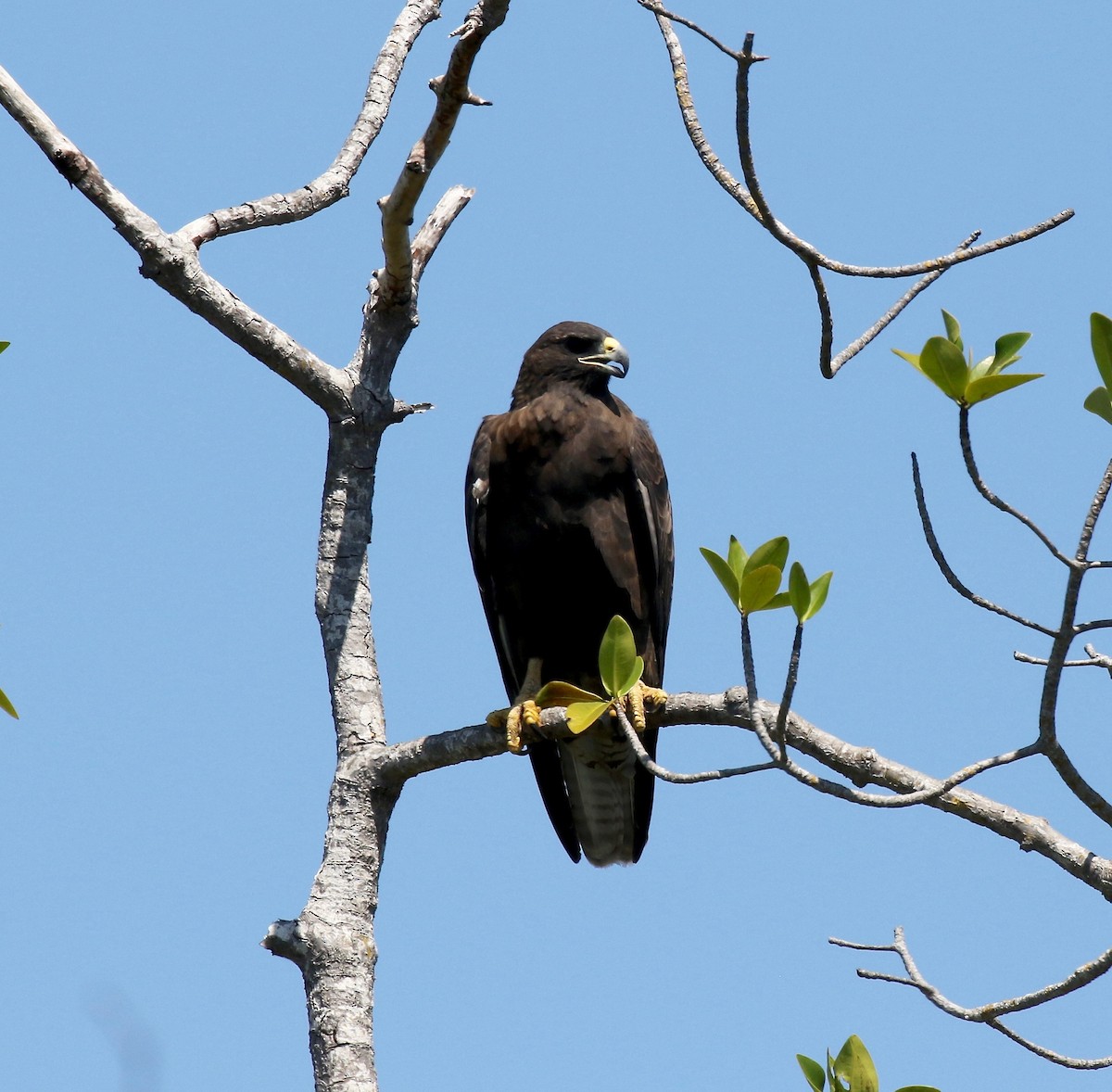 Galapagos Şahini - ML623301242