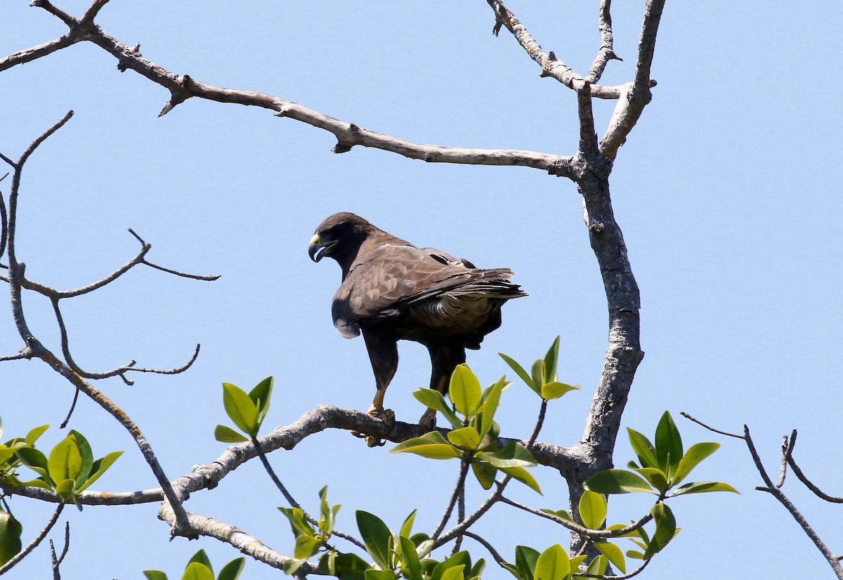 Galapagos Şahini - ML623301243