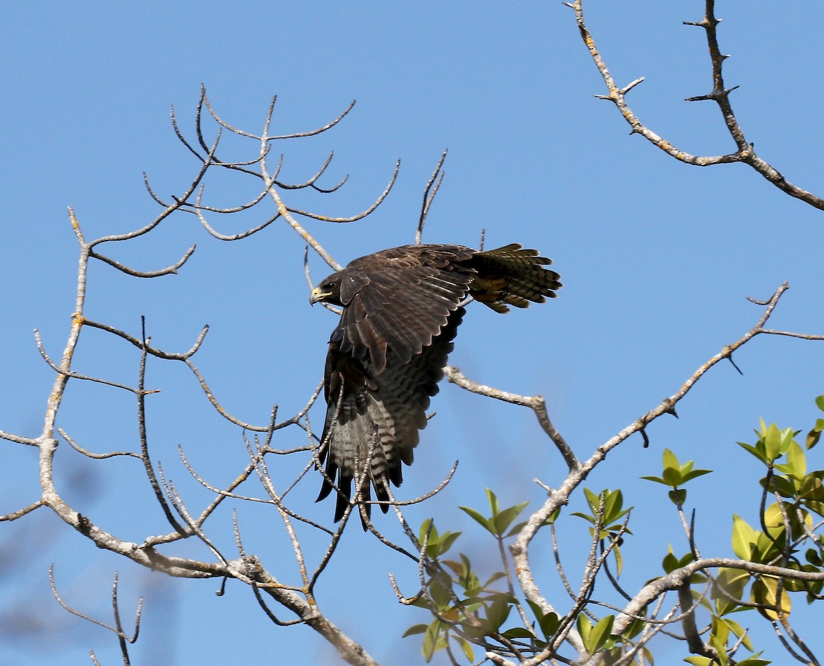 Galapagos Şahini - ML623301247