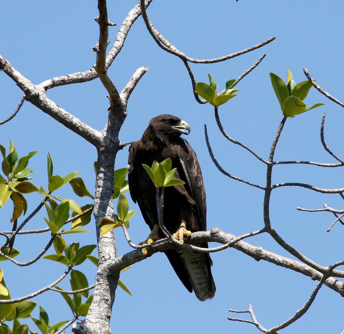 Galapagos Şahini - ML623301249