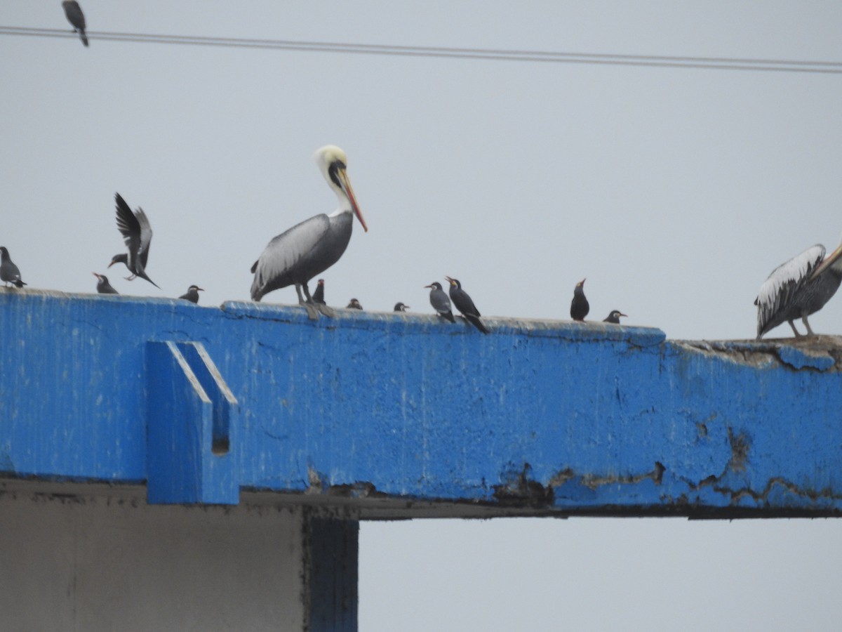 Peruvian Pelican - ML623301253