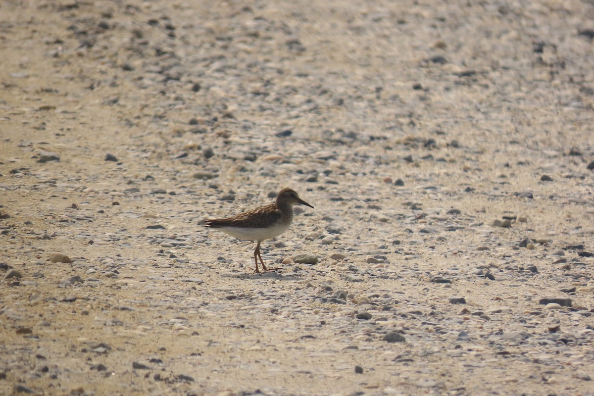 Least Sandpiper - ML623301255