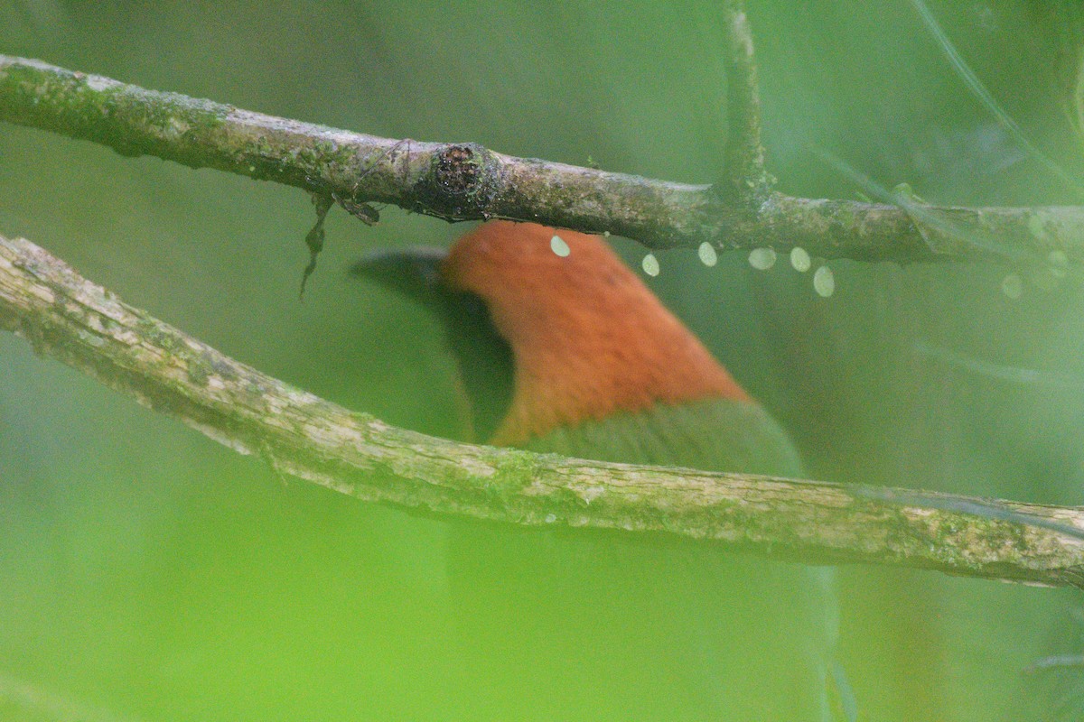 Rufous Motmot - ML623301257