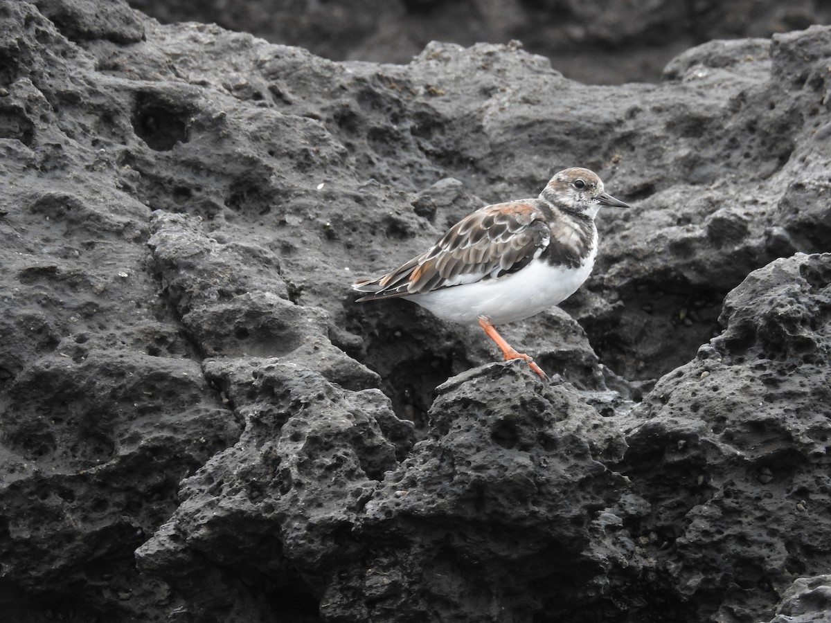 Ruddy Turnstone - ML623301264