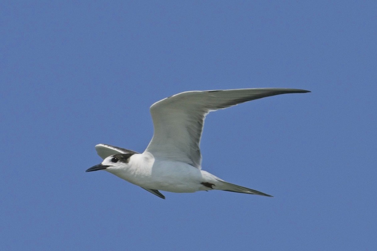 Gull-billed Tern - ML623301280