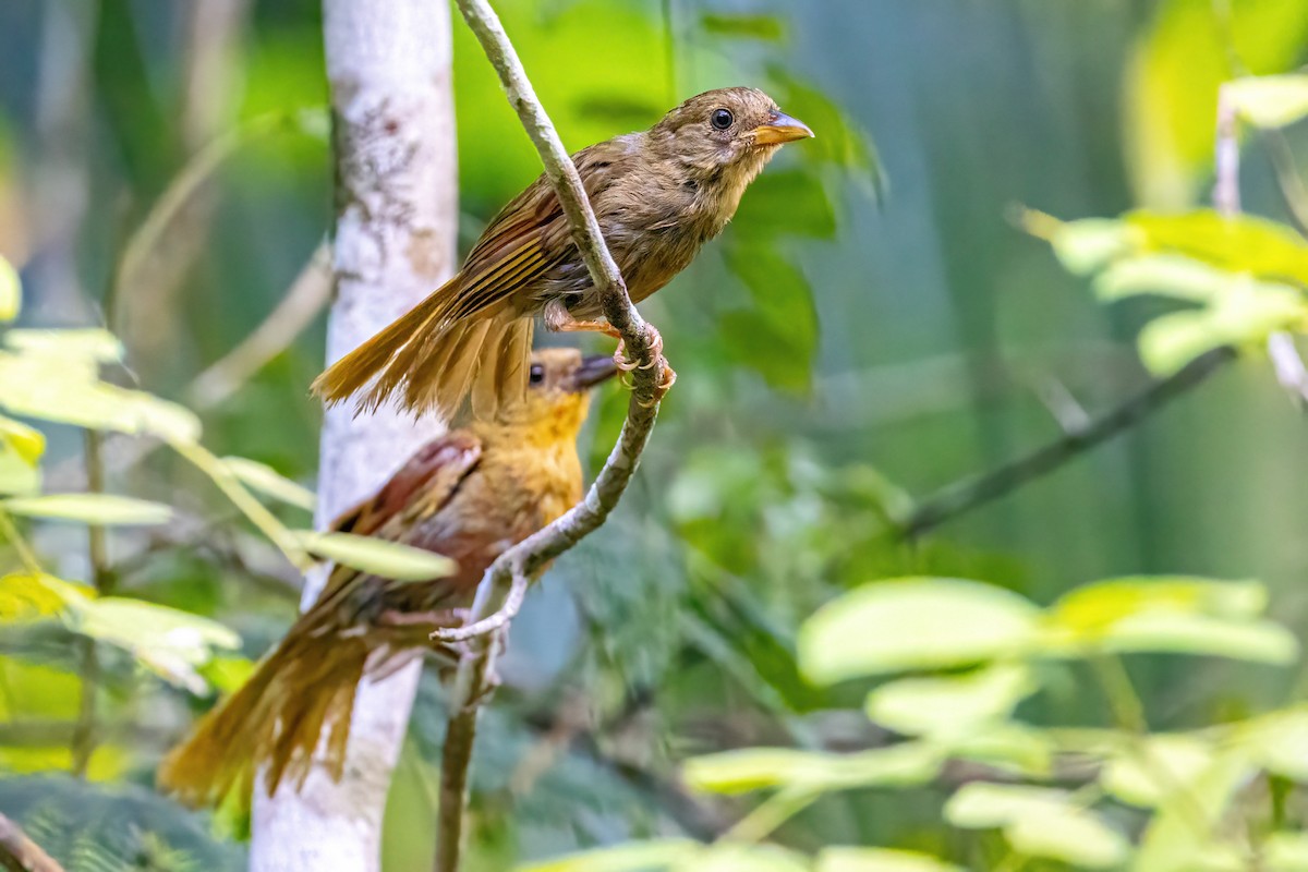 Red-throated Ant-Tanager - Sandy & Bob Sipe