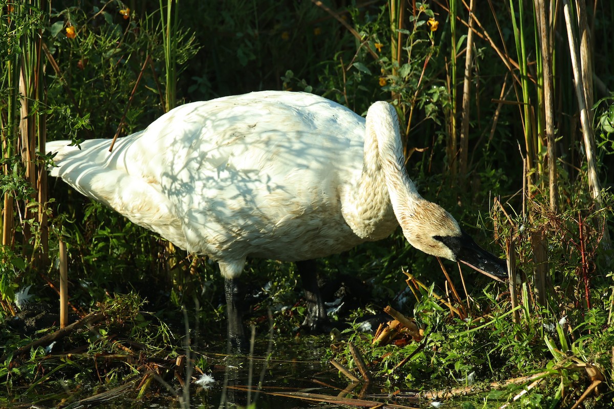 Trumpeter Swan - Anonymous