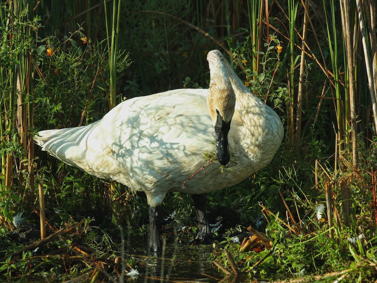 Trumpeter Swan - ML623301336