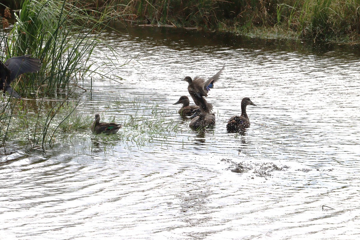 Mallard/American Black Duck - ML623301351