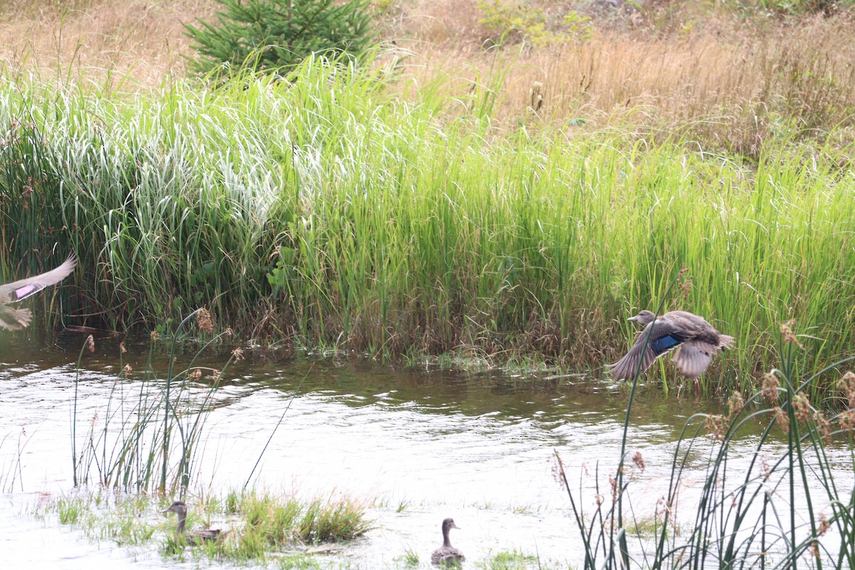 Mallard/American Black Duck - ML623301352