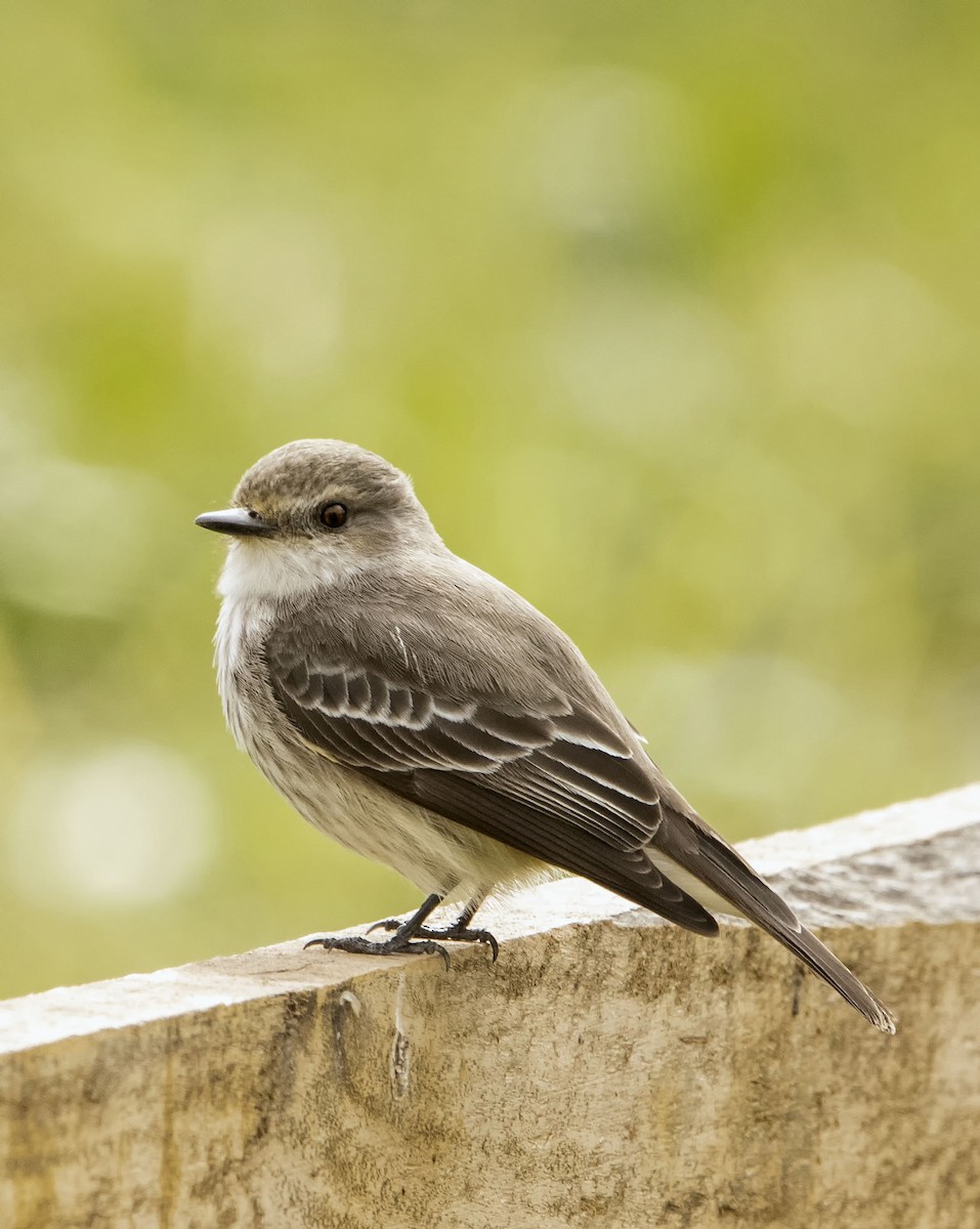 Vermilion Flycatcher - ML623301382