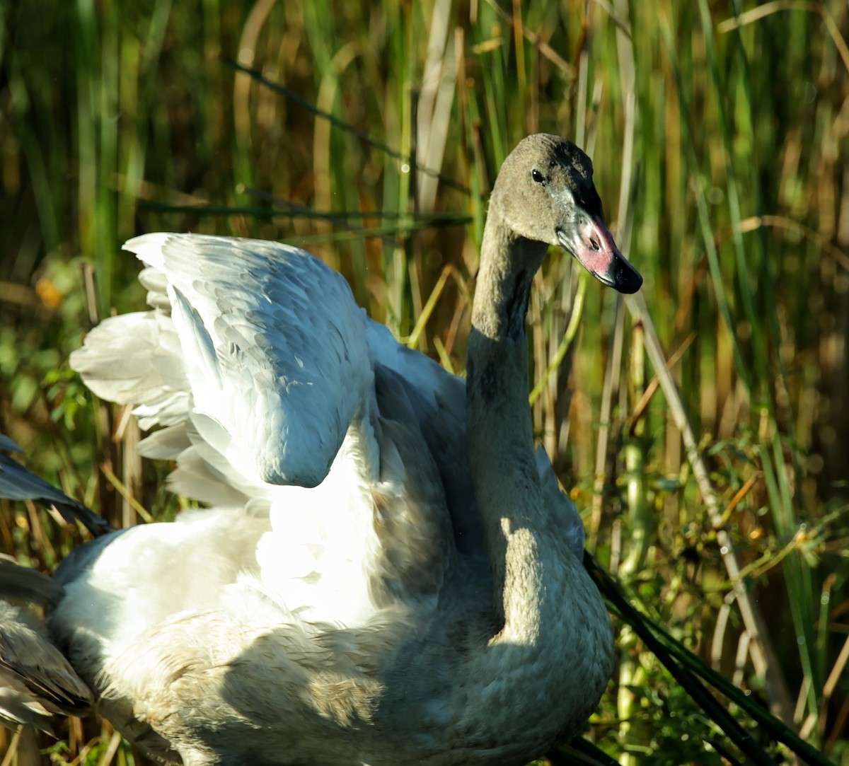 Trumpeter Swan - ML623301386