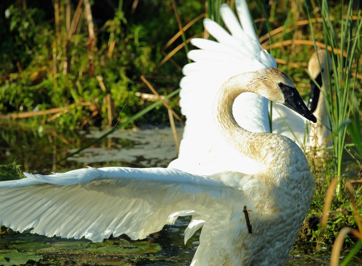 Trumpeter Swan - ML623301387