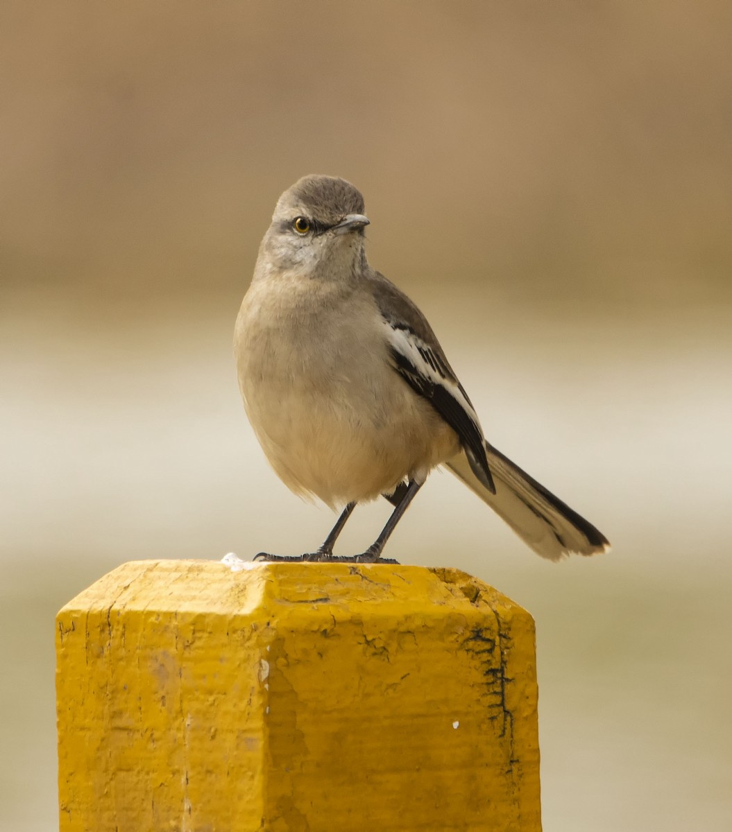 White-banded Mockingbird - ML623301470