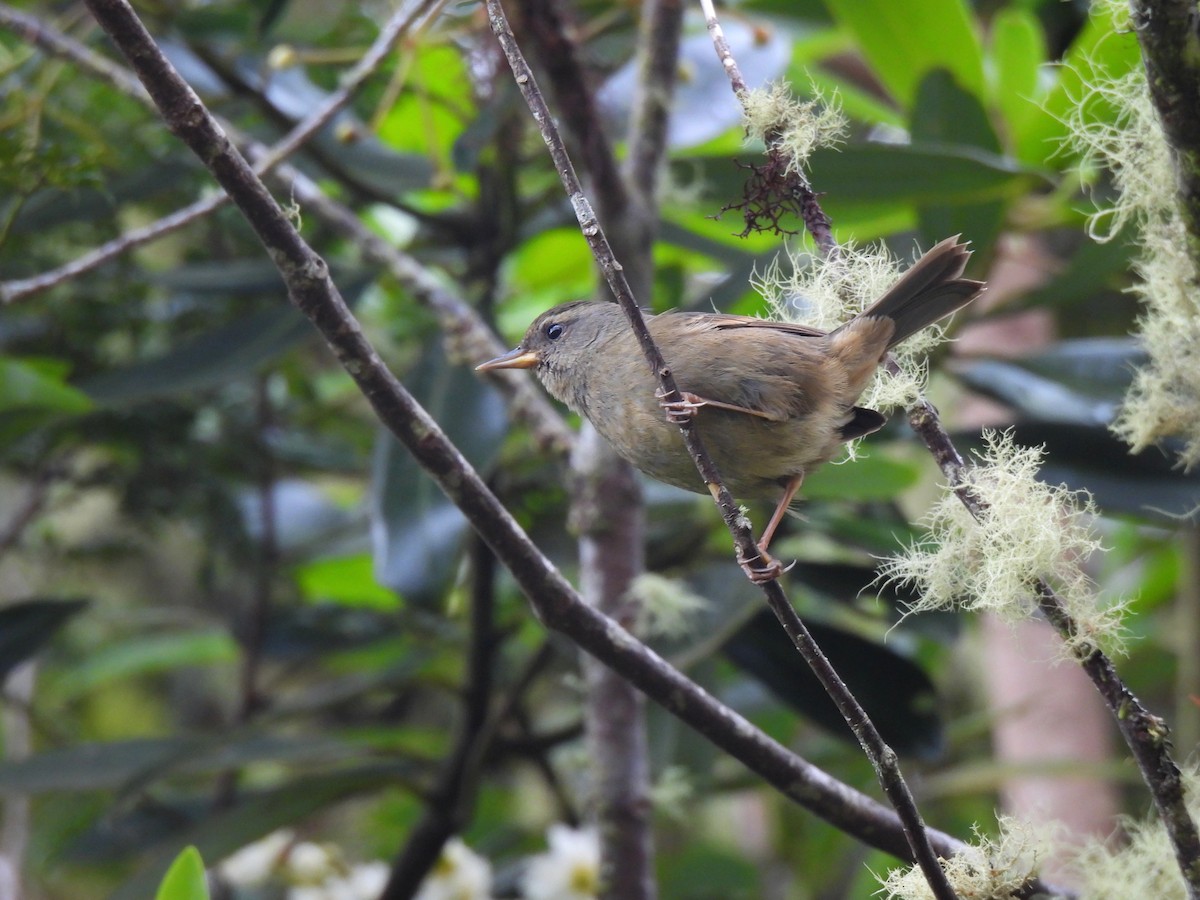 Peg-billed Finch - ML623301479