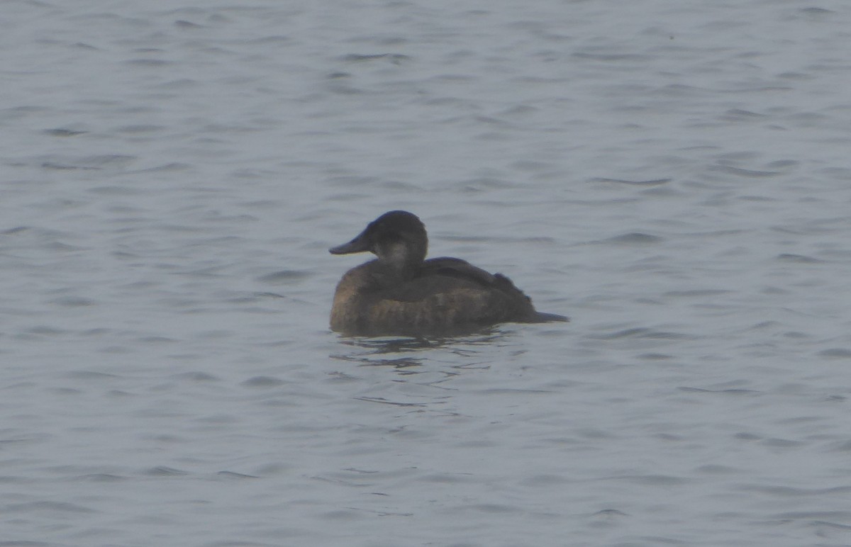 Andean Duck - ML623301487