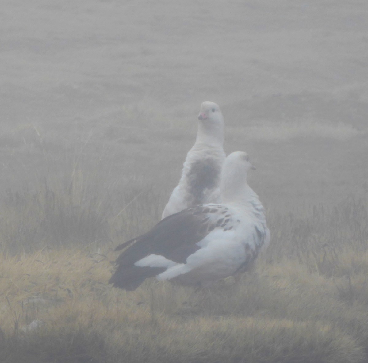 Andean Goose - ML623301502