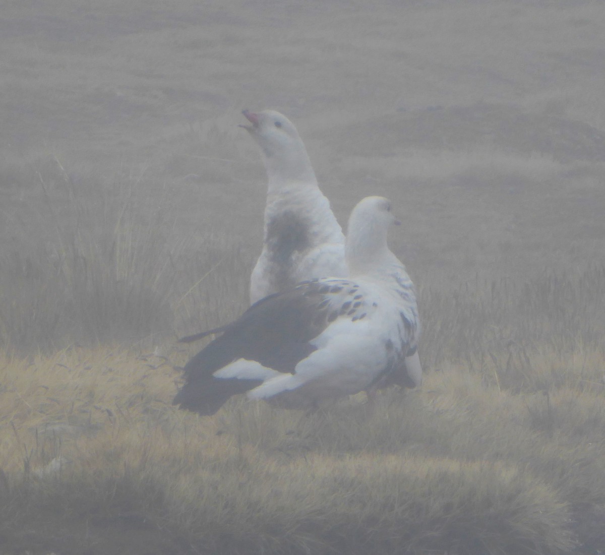 Andean Goose - ML623301503