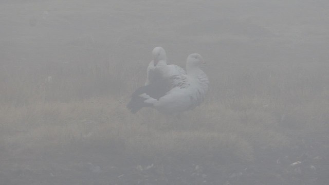 Andean Goose - ML623301505