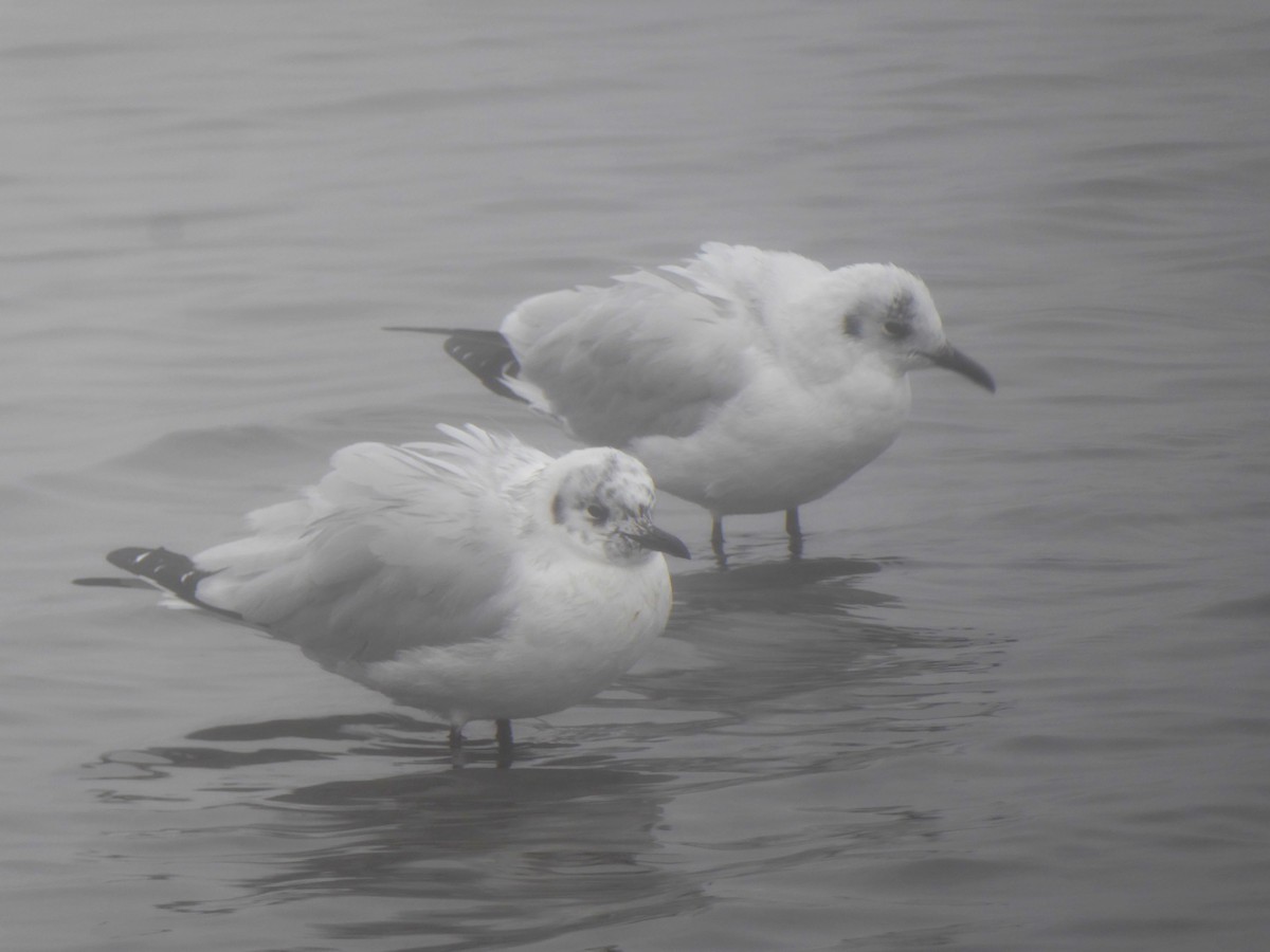 Andean Gull - ML623301510