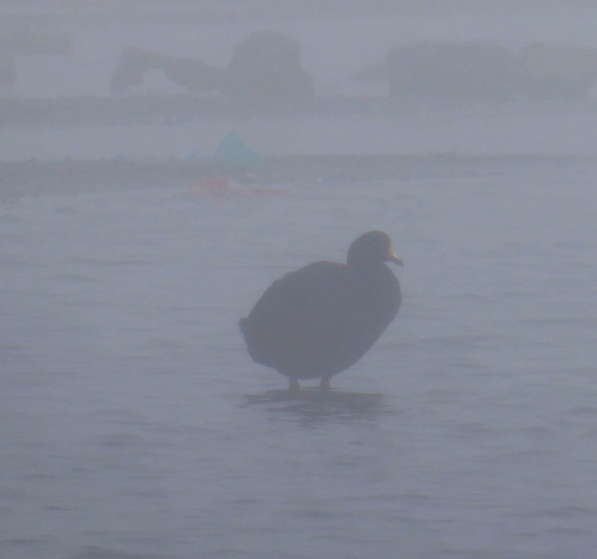 Giant Coot - ML623301525