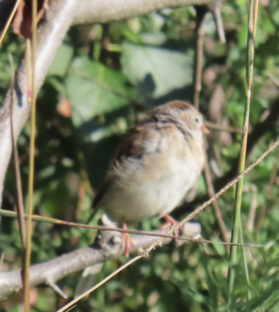 Field Sparrow - ML623301532