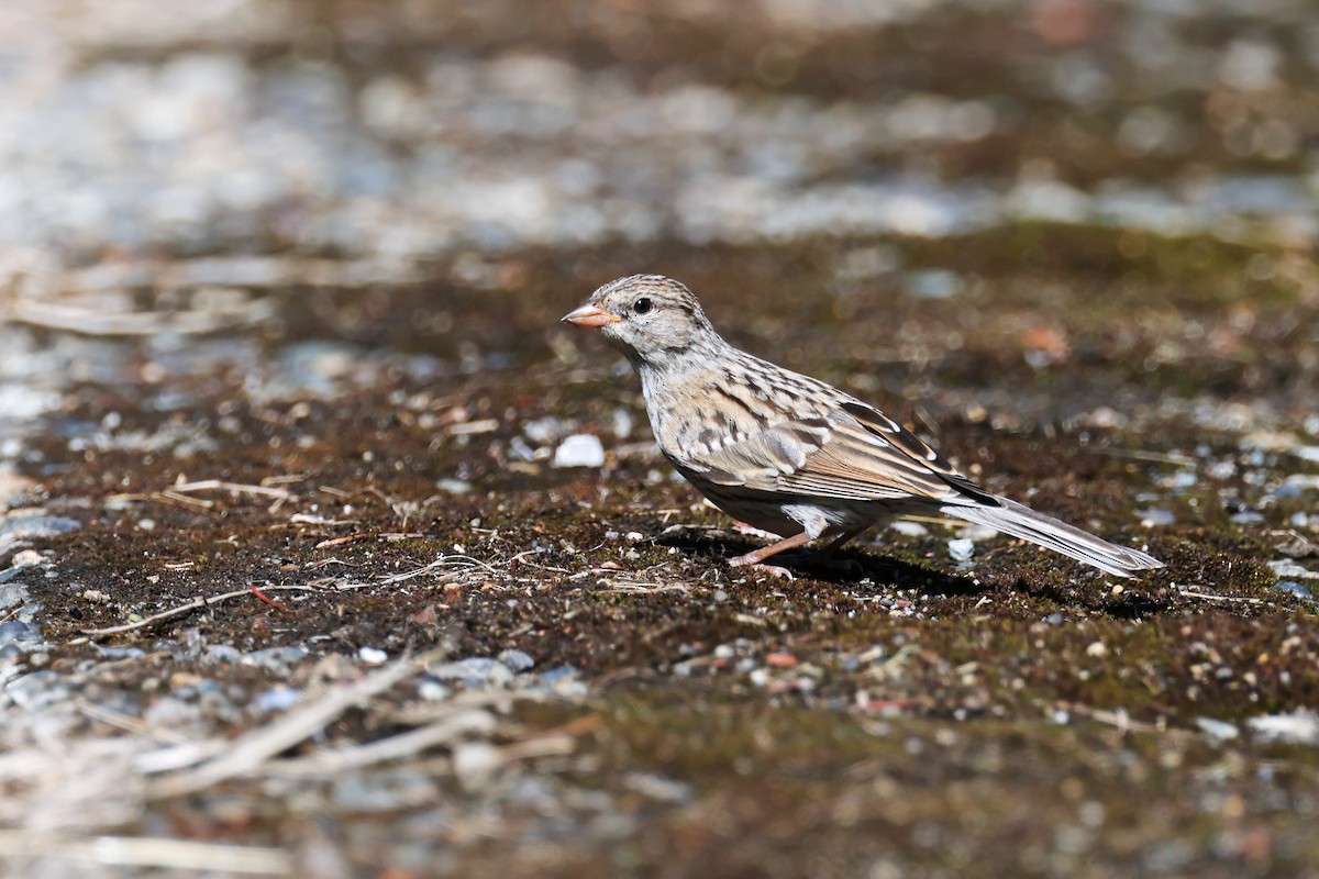 Chipping Sparrow - ML623301534