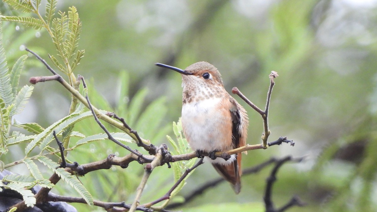 Rufous Hummingbird - ML623301550