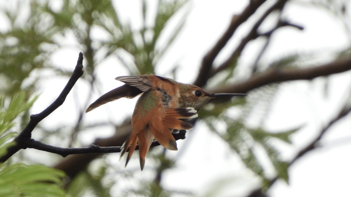 Rufous Hummingbird - Brandon Nooner