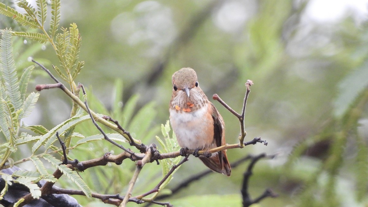 Rufous Hummingbird - ML623301552