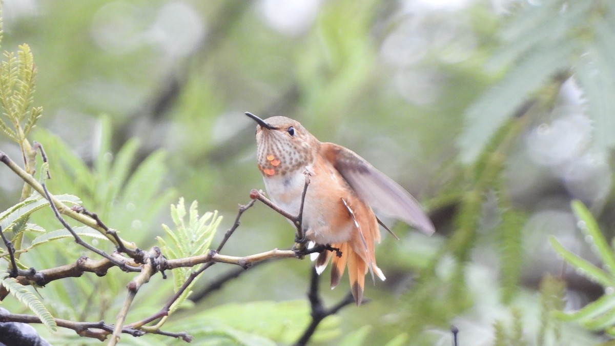 Kızıl Sırtlı Kolibri - ML623301553