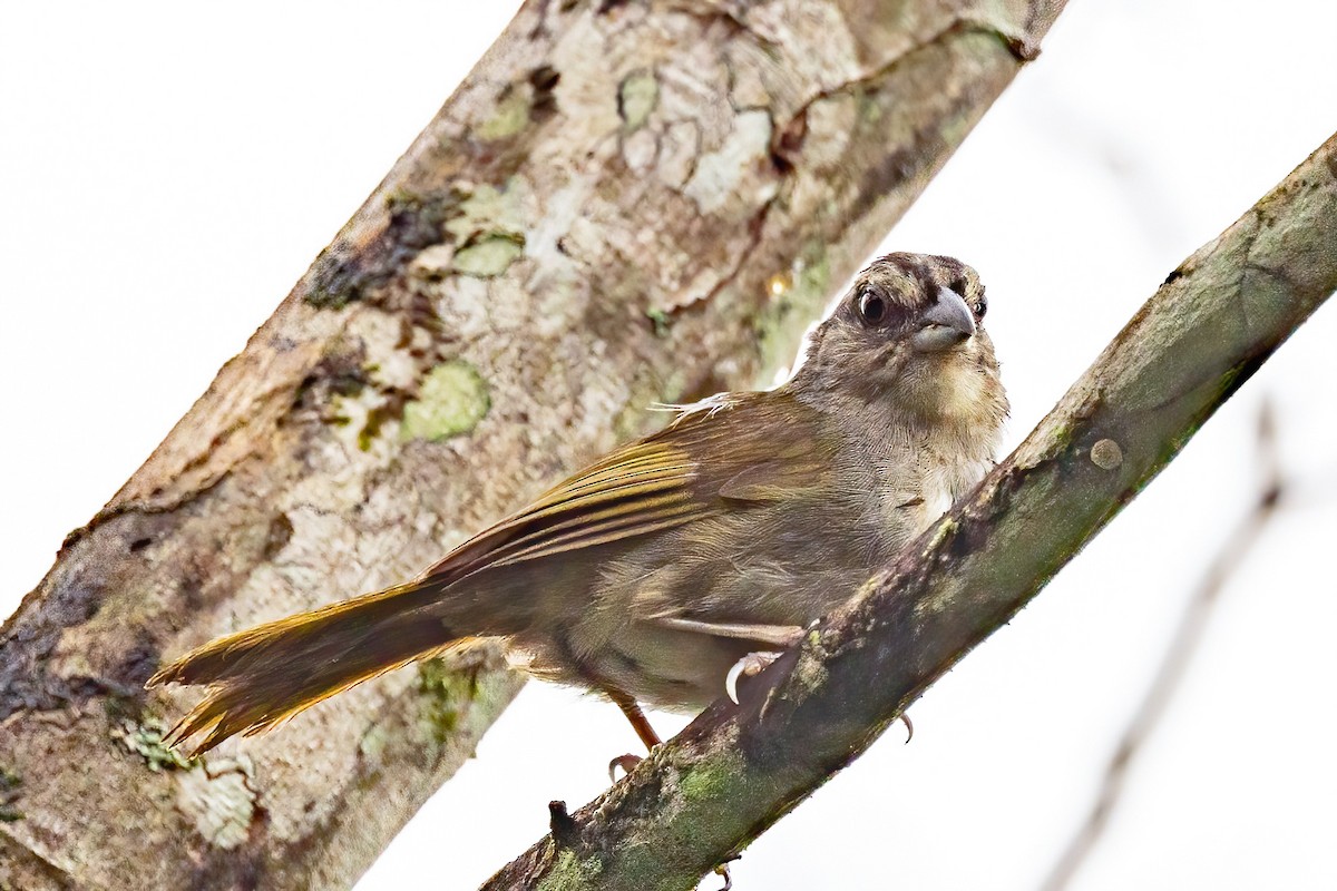 Green-backed Sparrow - ML623301567