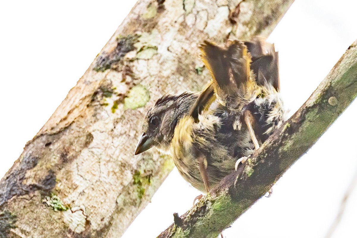 Green-backed Sparrow - ML623301571