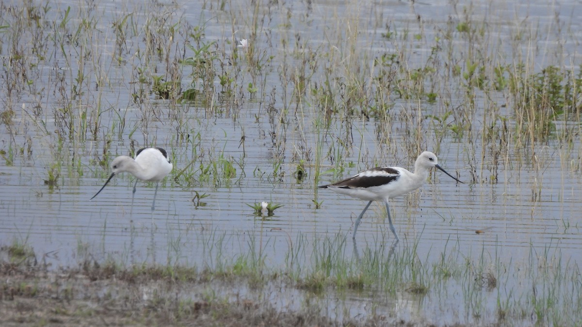 American Avocet - ML623301578