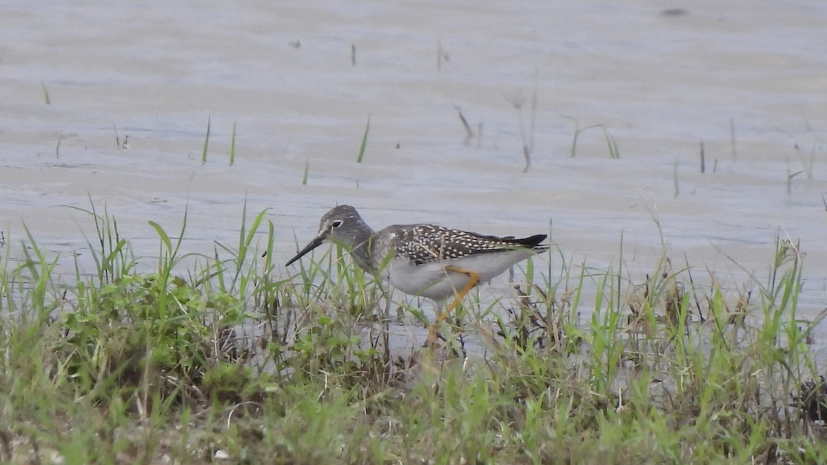 Lesser Yellowlegs - ML623301582