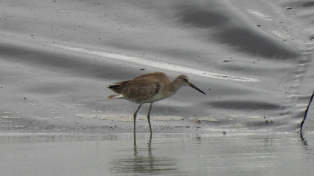 Willet - ML623301587