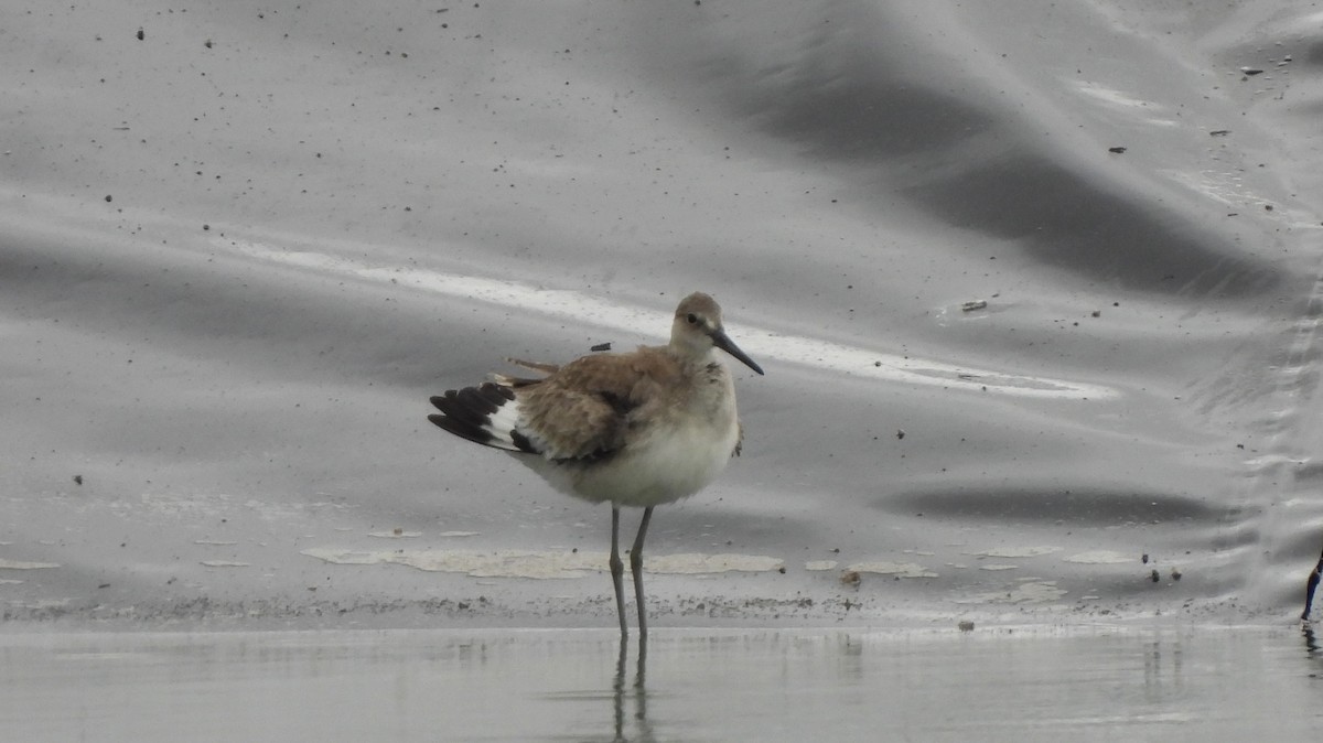 Willet - ML623301588