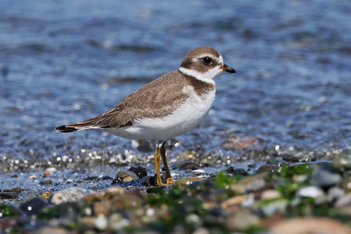 Semipalmated Plover - ML623301596