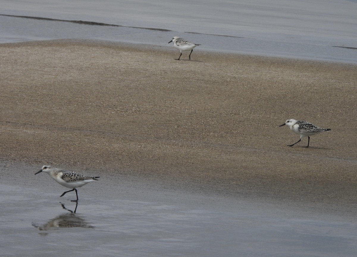 Sanderling - ML623301599