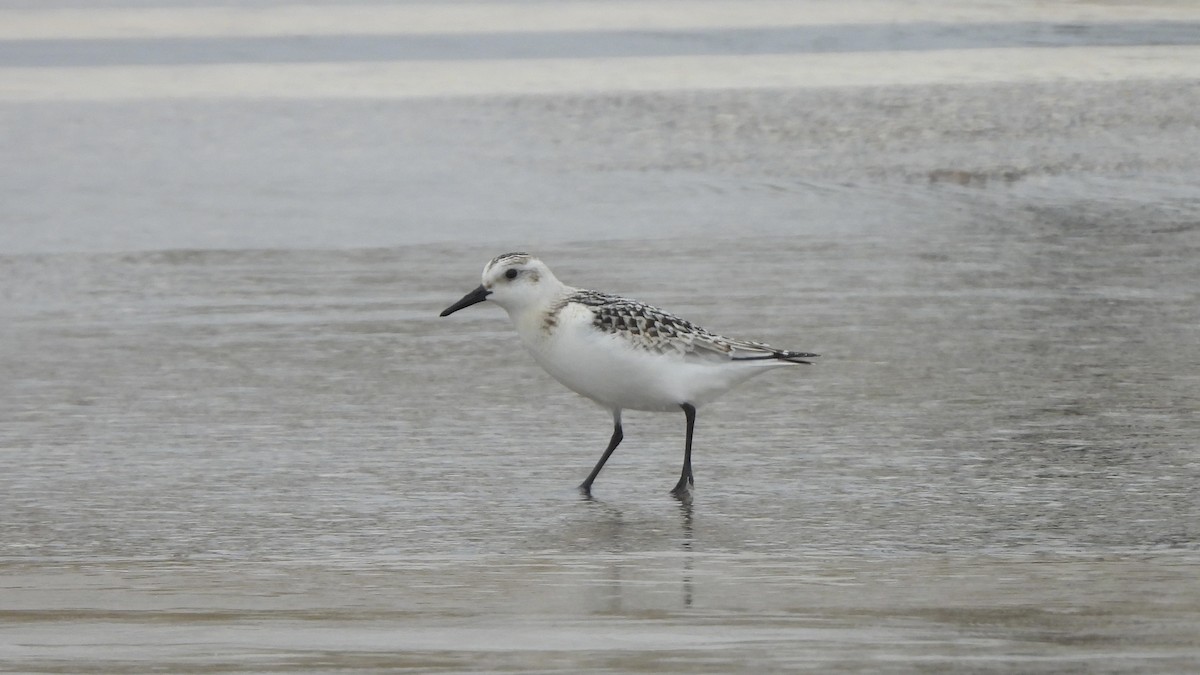 Sanderling - ML623301600